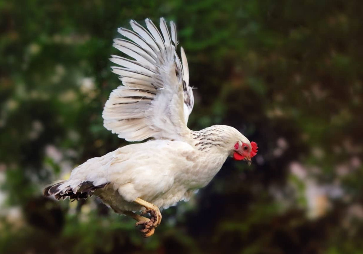 Por que as galinhas so to ruins em voar?