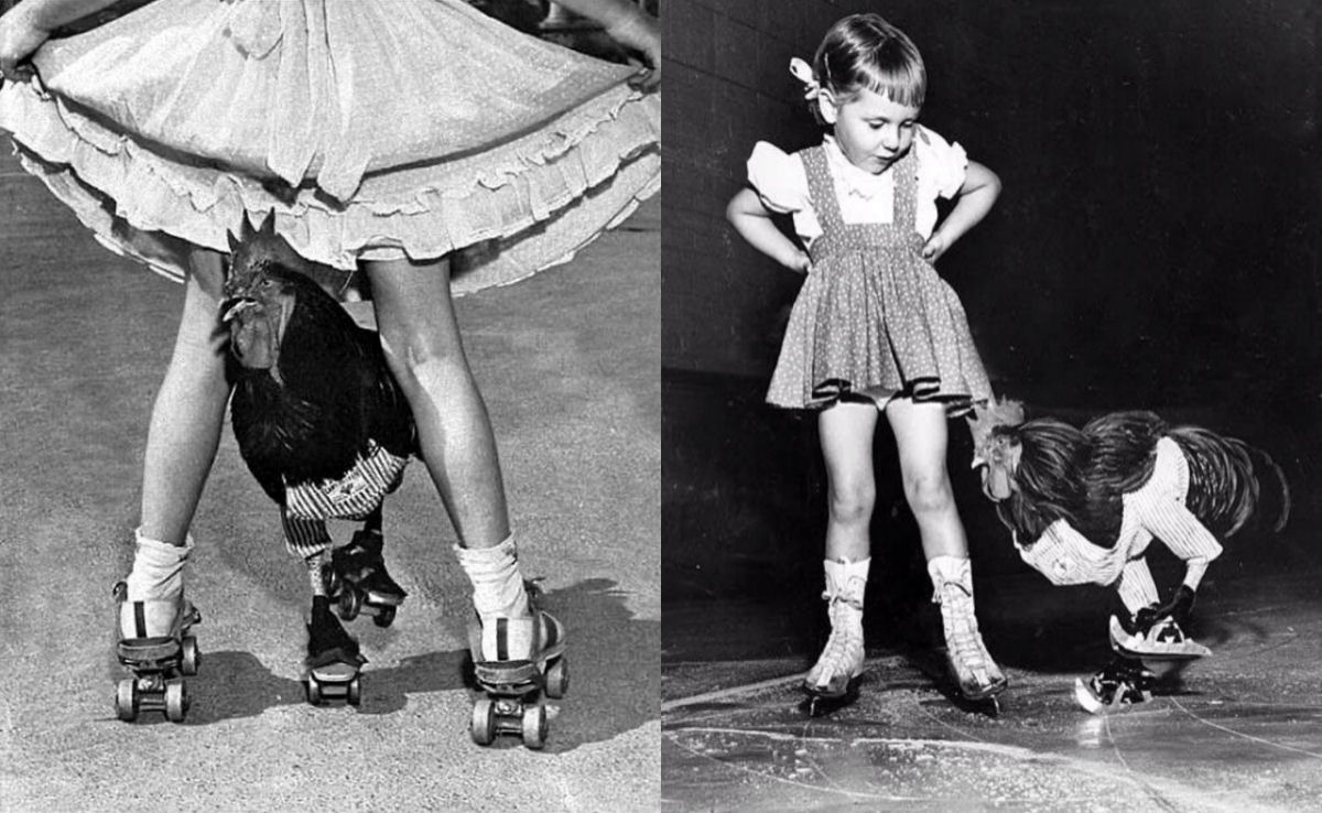 A história de Buster, o galo que sabia patinar na década de 50