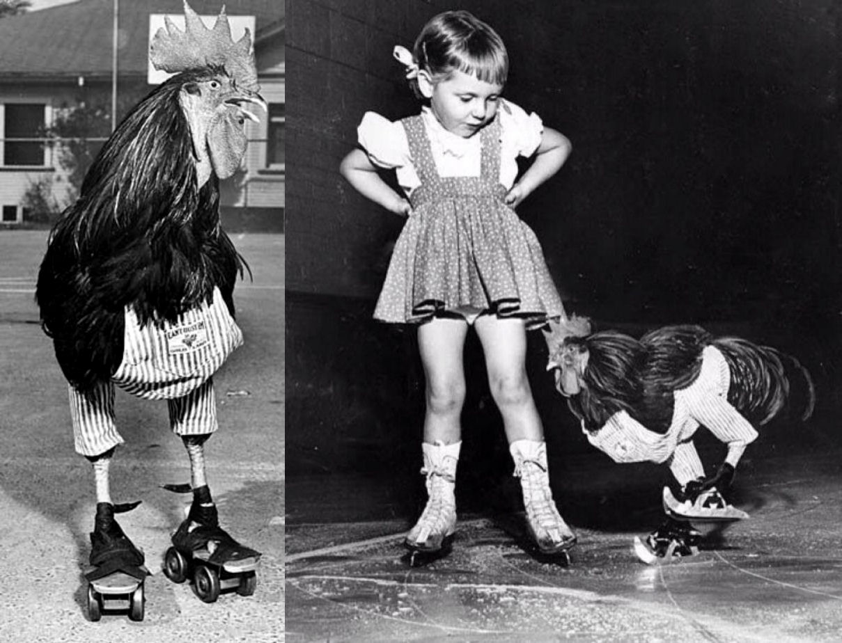 A história de Buster, o galo que sabia patinar na década de 50
