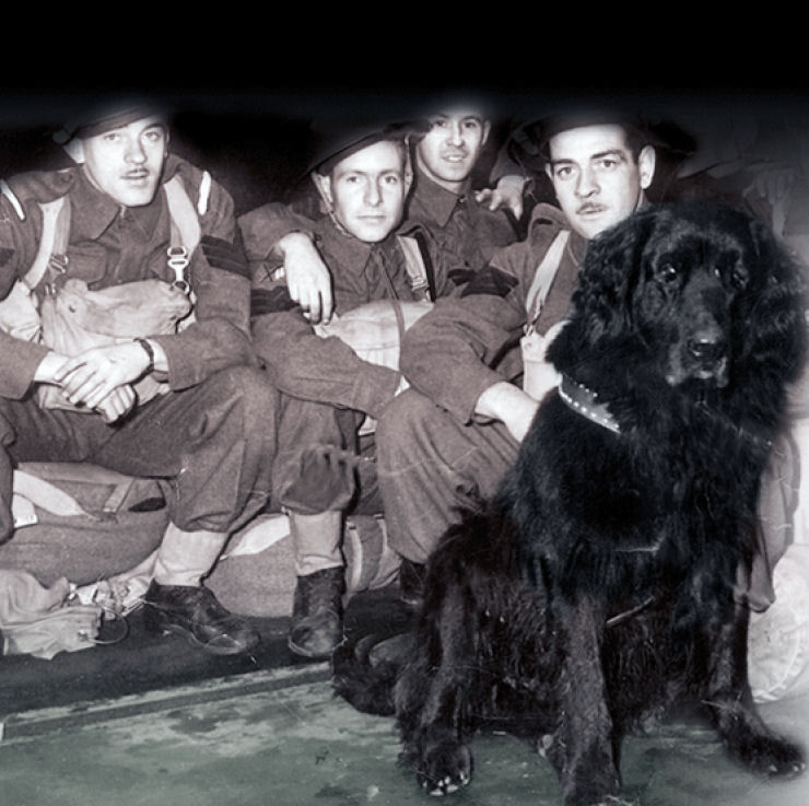 Cães de guerra - Sargento Gander, um herói do exército canadense