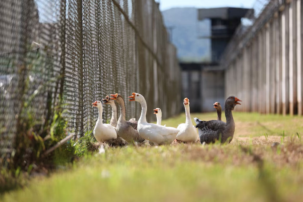 Penitenciria usa gansos como sentinelas em Santa Catarina