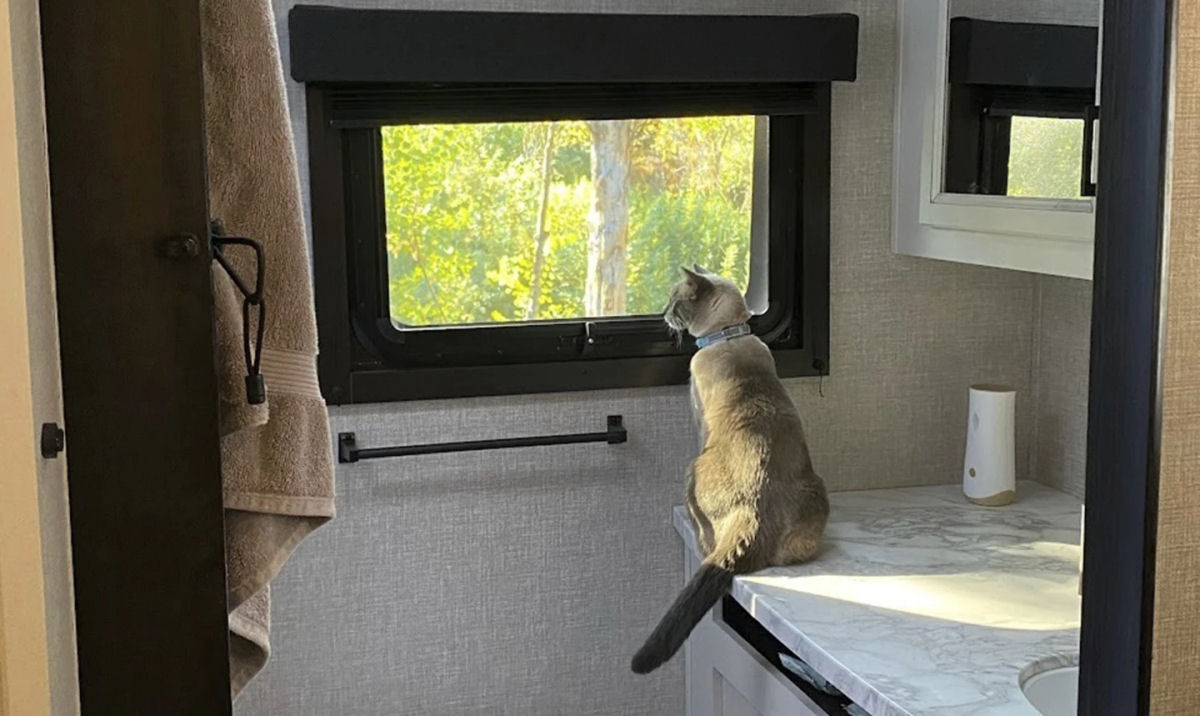 Gata perdida em julho a 1.500 km voltou para casa e ningum sabe como diabos ela fez isso