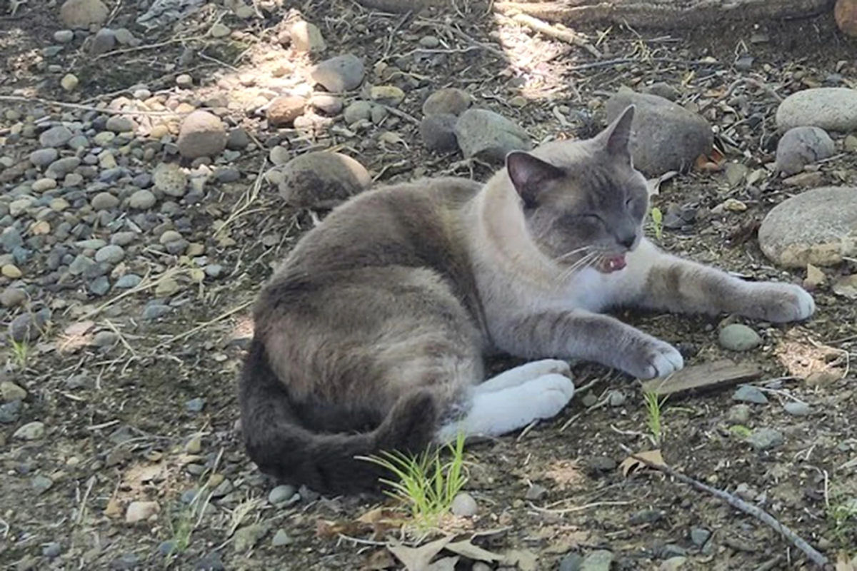 Gata perdida em julho a 1.500 km voltou para casa e ningum sabe como diabos ela fez isso