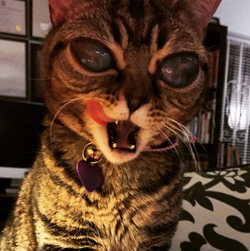 Condio rara deixa gata com assustadores olhos aliengenas