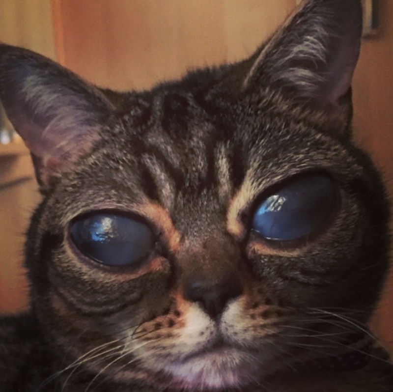 Condio rara deixa gata com assustadores olhos aliengenas