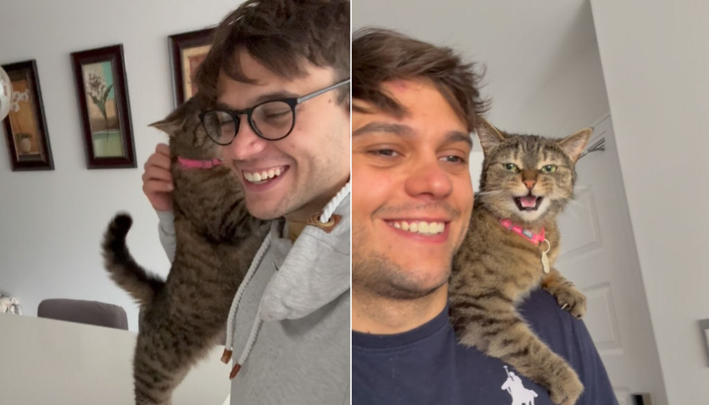 Gata devolvida ao abrigo duas vezes abraça seus novos humanos para se certificar de que encontrou um lar amoroso