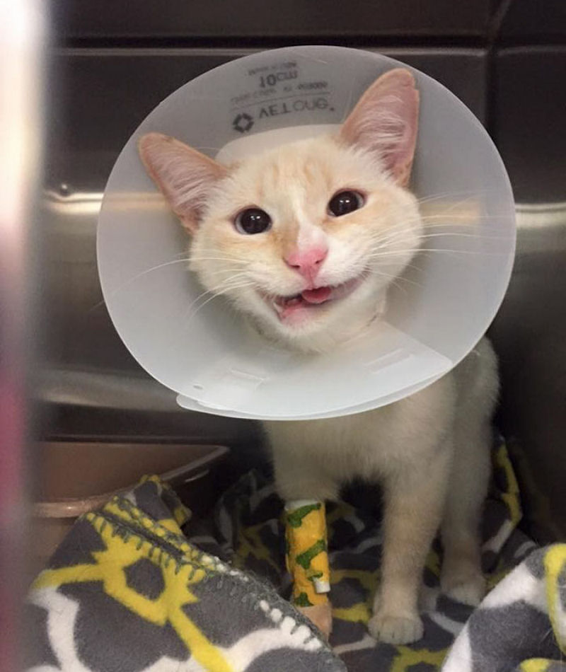 Após cirurgia da mandíbula gatinha adquire sorriso permanente 05