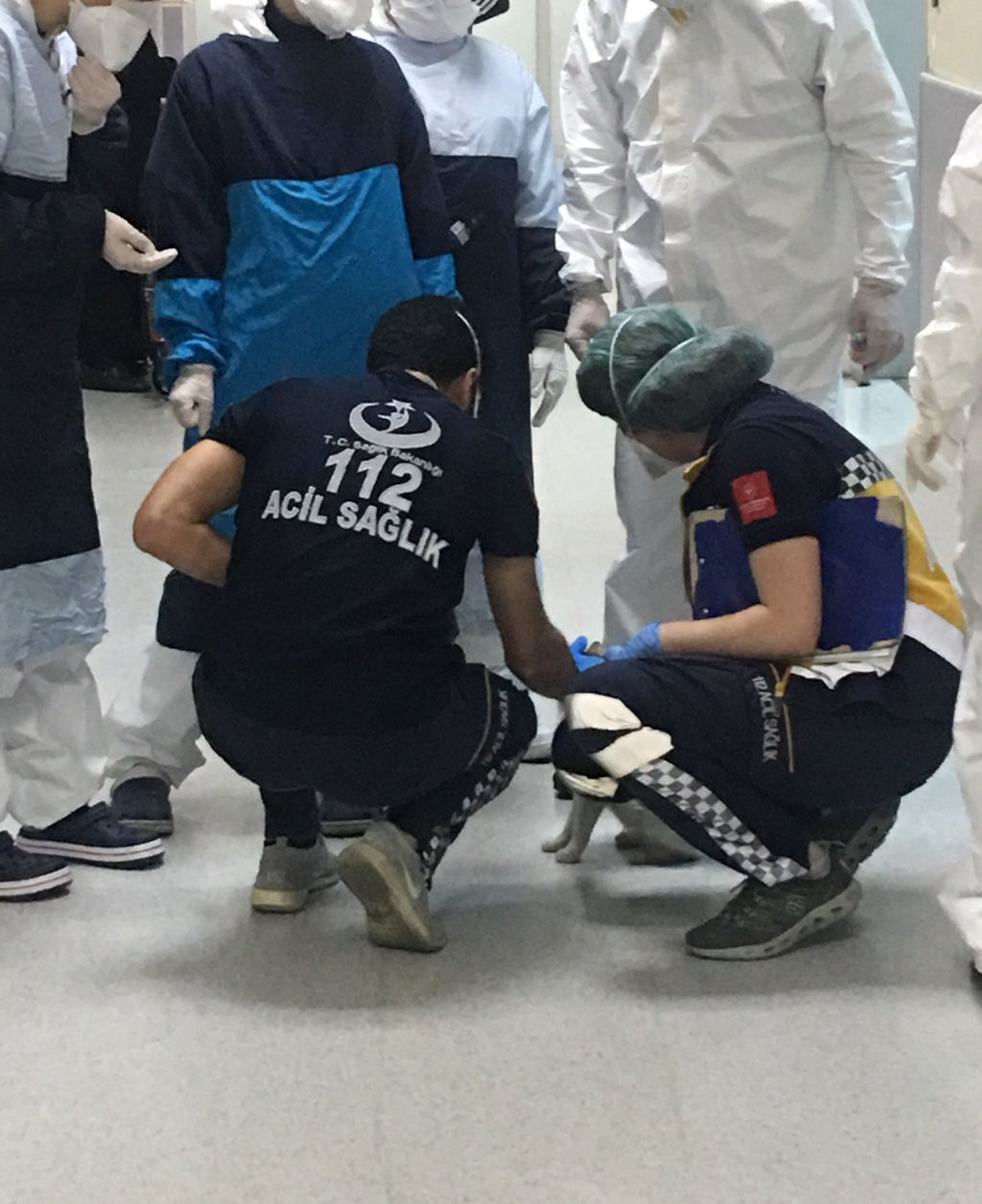 Gata leva filhote doente a um hospital na Turquia e é atendida 06