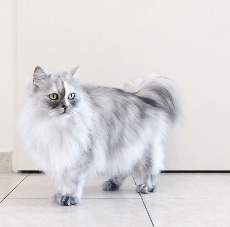 Conheça Alice, a gata adotada com pelos de mármore mais bonita do mundo 01