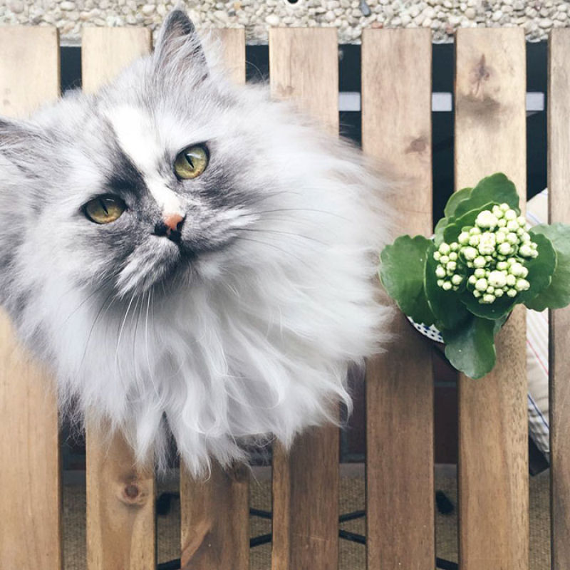 Conheça Alice, a gata adotada com pelos de mármore mais bonita do mundo 02