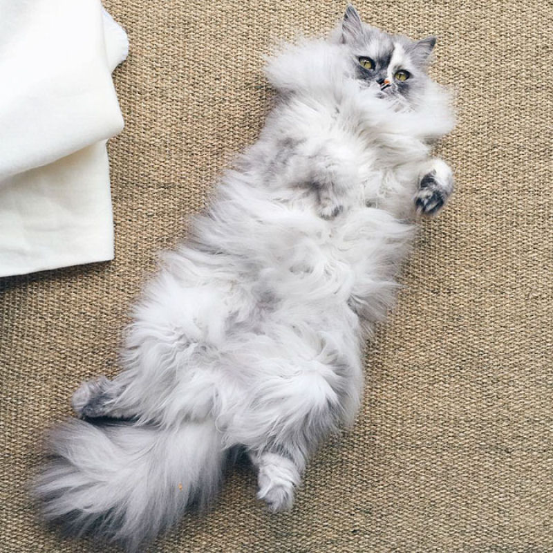 Conheça Alice, a gata adotada com pelos de mármore mais bonita do mundo 03