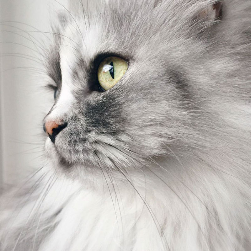 Conheça Alice, a gata adotada com pelos de mármore mais bonita do mundo 04