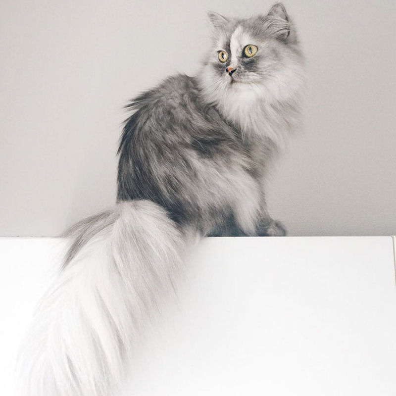 Conheça Alice, a gata adotada com pelos de mármore mais bonita do mundo 06