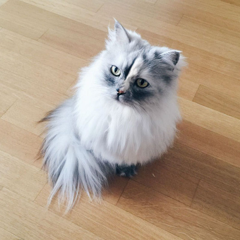 Conheça Alice, a gata adotada com pelos de mármore mais bonita do mundo 08