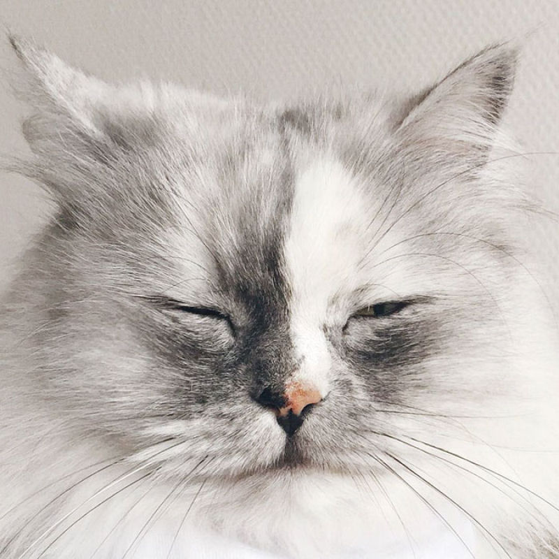 Conheça Alice, a gata adotada com pelos de mármore mais bonita do mundo 10