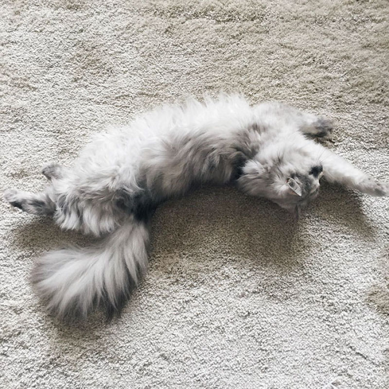 Conheça Alice, a gata adotada com pelos de mármore mais bonita do mundo 11