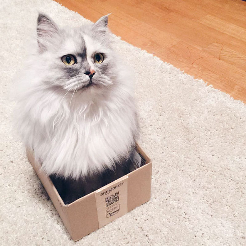 Conheça Alice, a gata adotada com pelos de mármore mais bonita do mundo 12