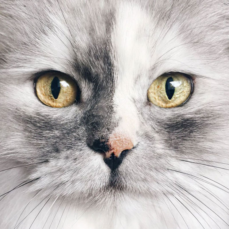 Conheça Alice, a gata adotada com pelos de mármore mais bonita do mundo 14