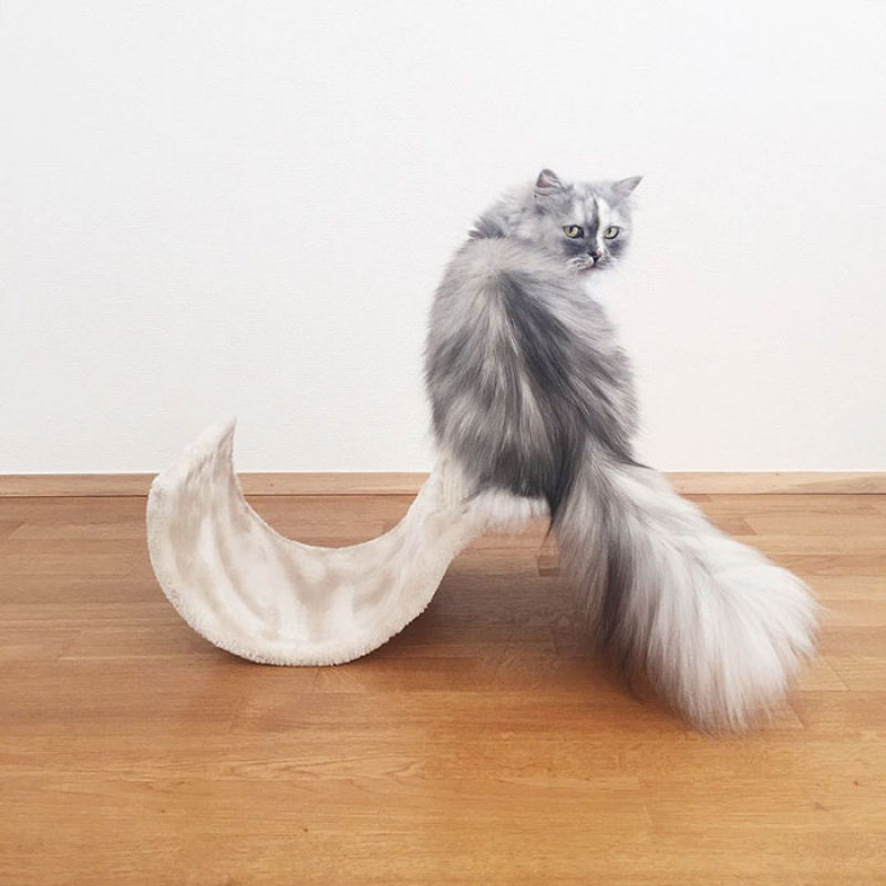 Conheça Alice, a gata adotada com pelos de mármore mais bonita do mundo 15