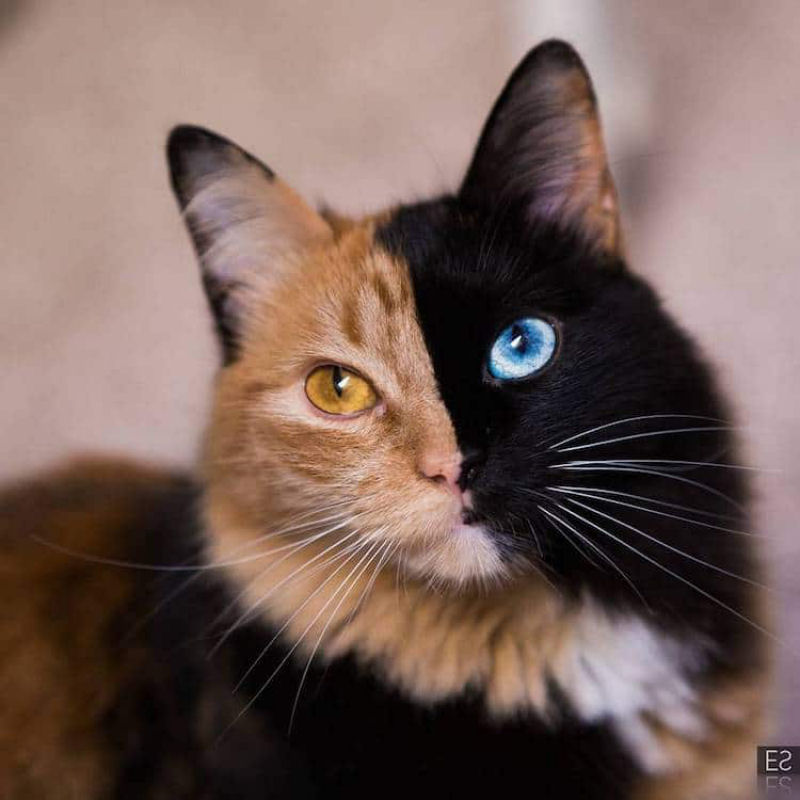 Conhea Quimera, outra gatinha com a cara bicolor 02