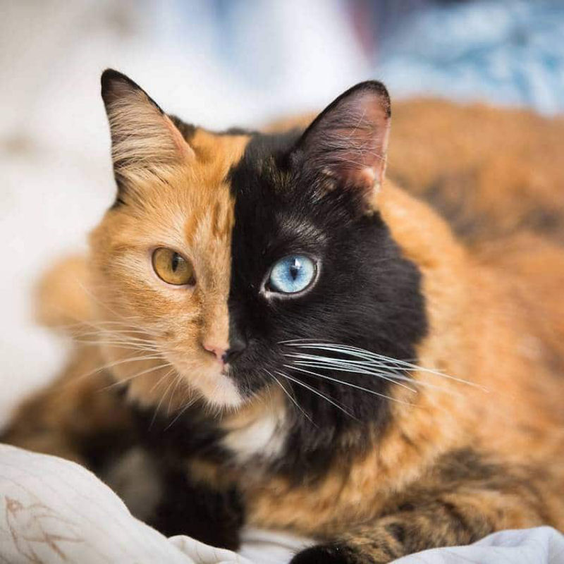 Conhea Quimera, outra gatinha com a cara bicolor 03
