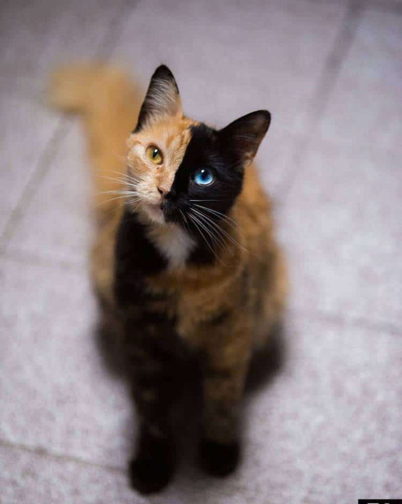 Conhea Quimera, outra gatinha com a cara bicolor 09