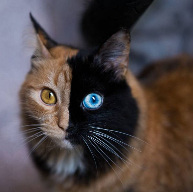 Conhea Quimera, outra gatinha com a cara bicolor 10