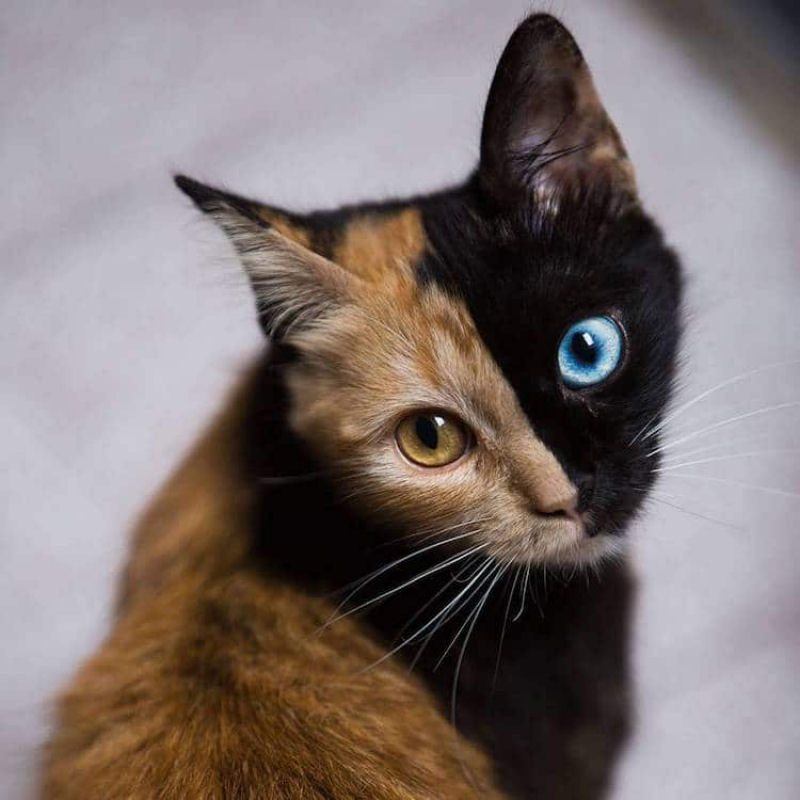 Conhea Quimera, outra gatinha com a cara bicolor 11