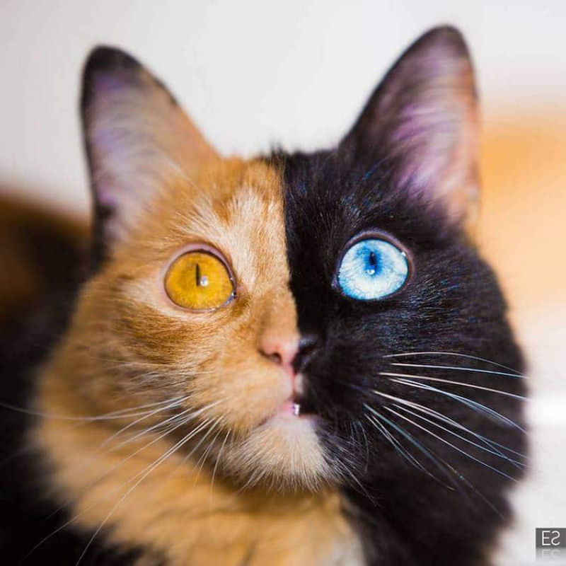 Conhea Quimera, outra gatinha com a cara bicolor 12