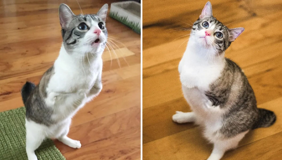 Gata resistente de duas patas encontra um lar amoroso para sempre