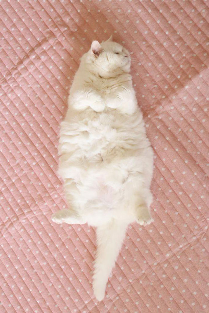Uma gata de 17 anos  a estrela da internet mais preguiosa de todo o Japo 03