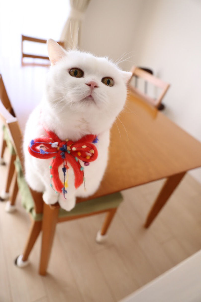 Uma gata de 17 anos  a estrela da internet mais preguiosa de todo o Japo 09