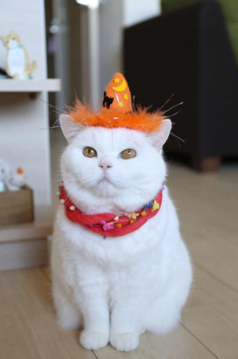 Uma gata de 17 anos  a estrela da internet mais preguiosa de todo o Japo 10