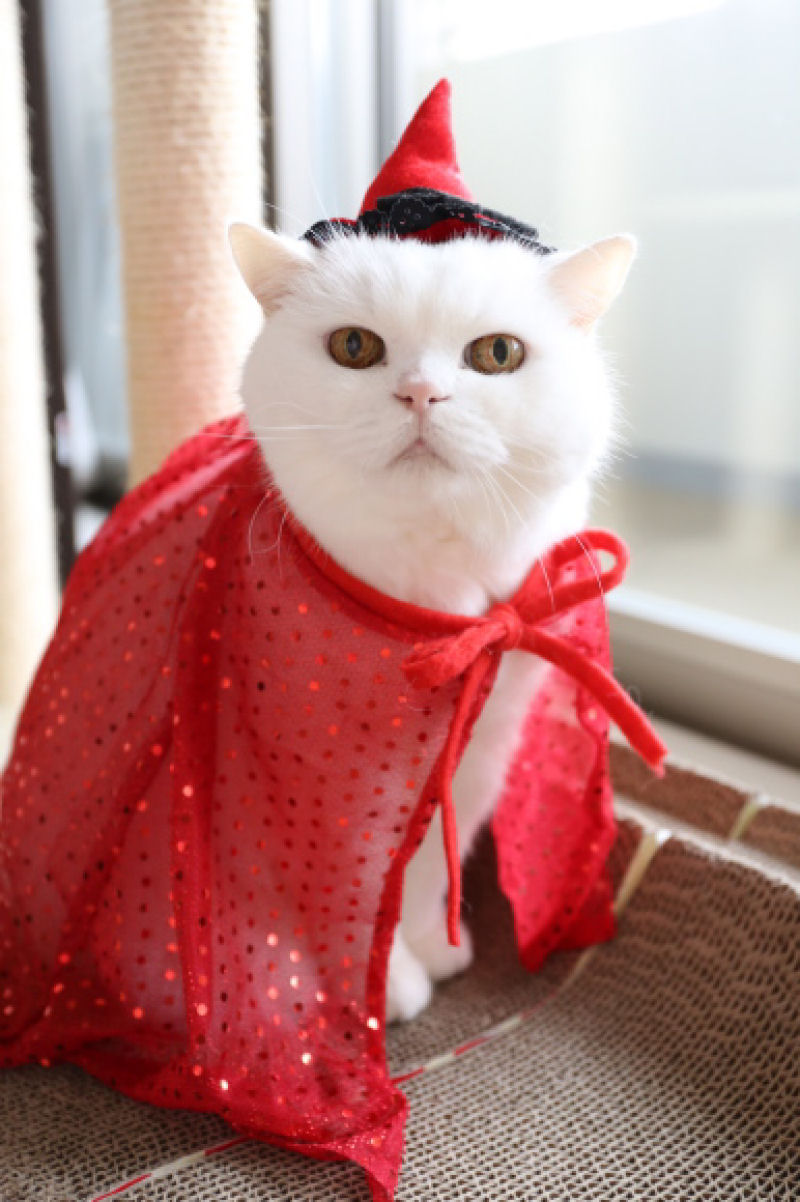Uma gata de 17 anos  a estrela da internet mais preguiosa de todo o Japo 11
