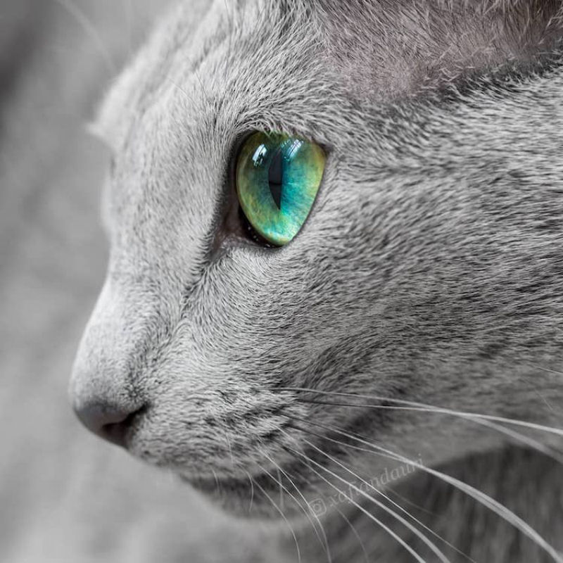 Gatas azuis russas compartilham os mais fascinantes olhos verdes 04
