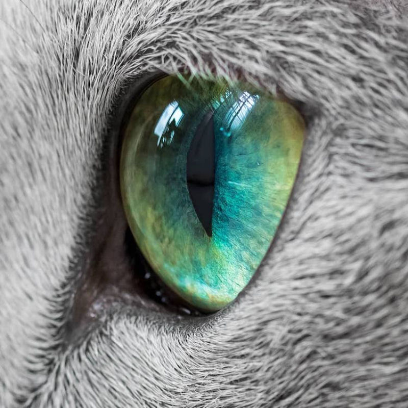 Gatas azuis russas compartilham os mais fascinantes olhos verdes 05