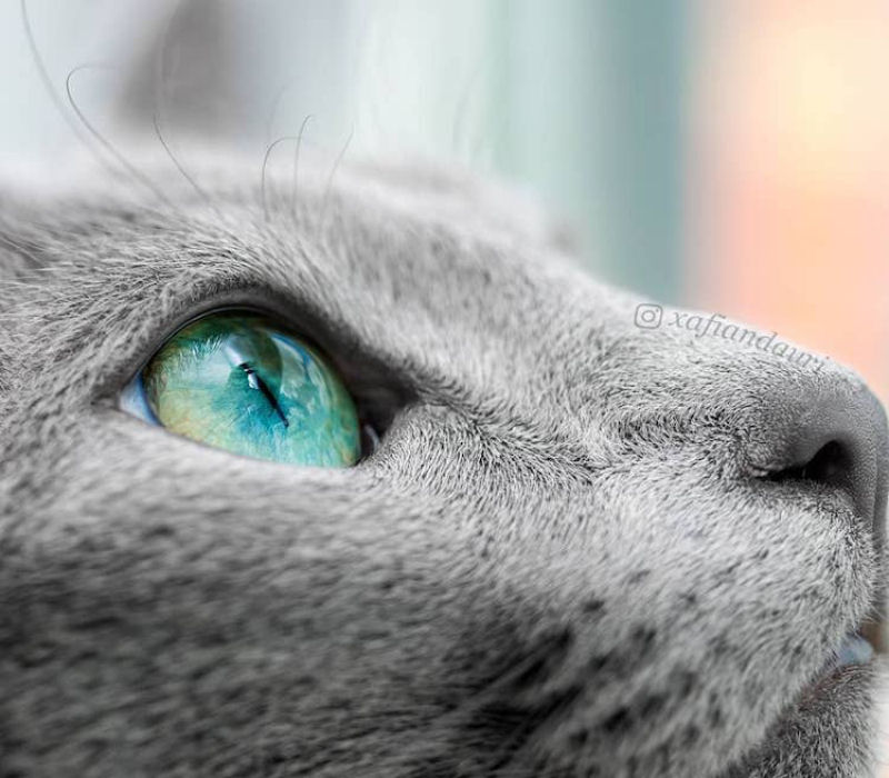 Gatas azuis russas compartilham os mais fascinantes olhos verdes 06