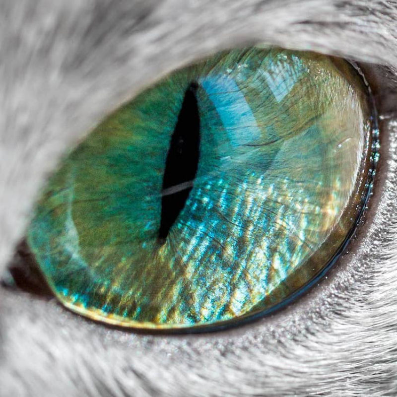 Gatas azuis russas compartilham os mais fascinantes olhos verdes 07