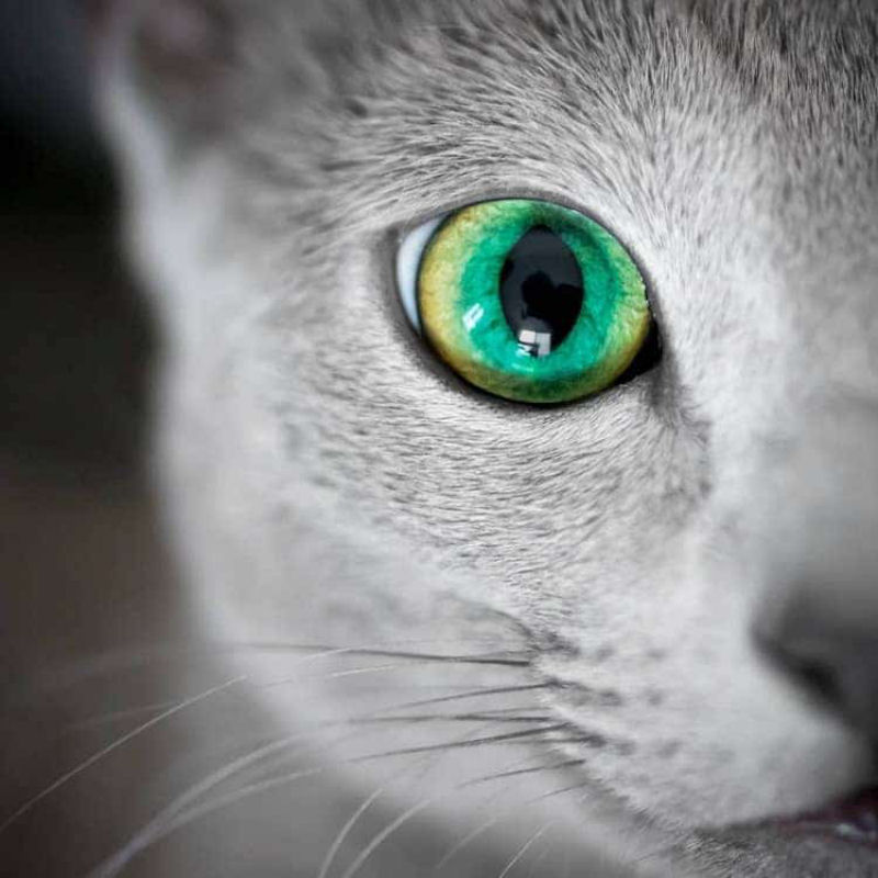 Gatas azuis russas compartilham os mais fascinantes olhos verdes 08