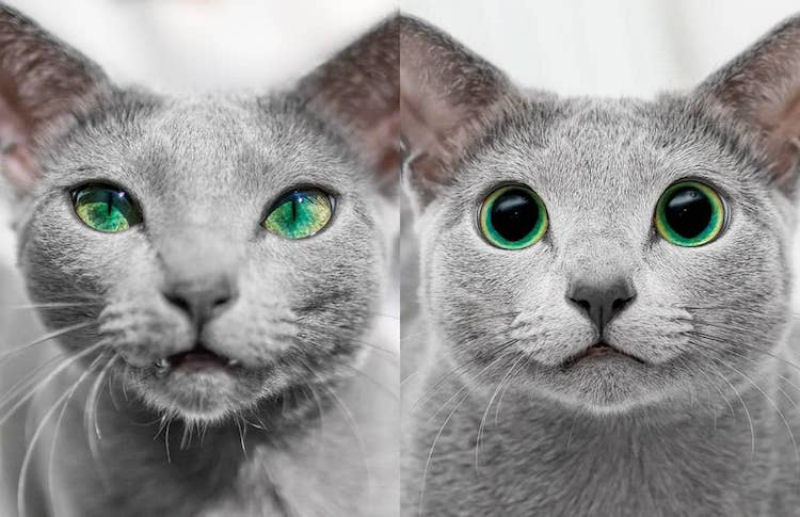 Gatas azuis russas compartilham os mais fascinantes olhos verdes 09