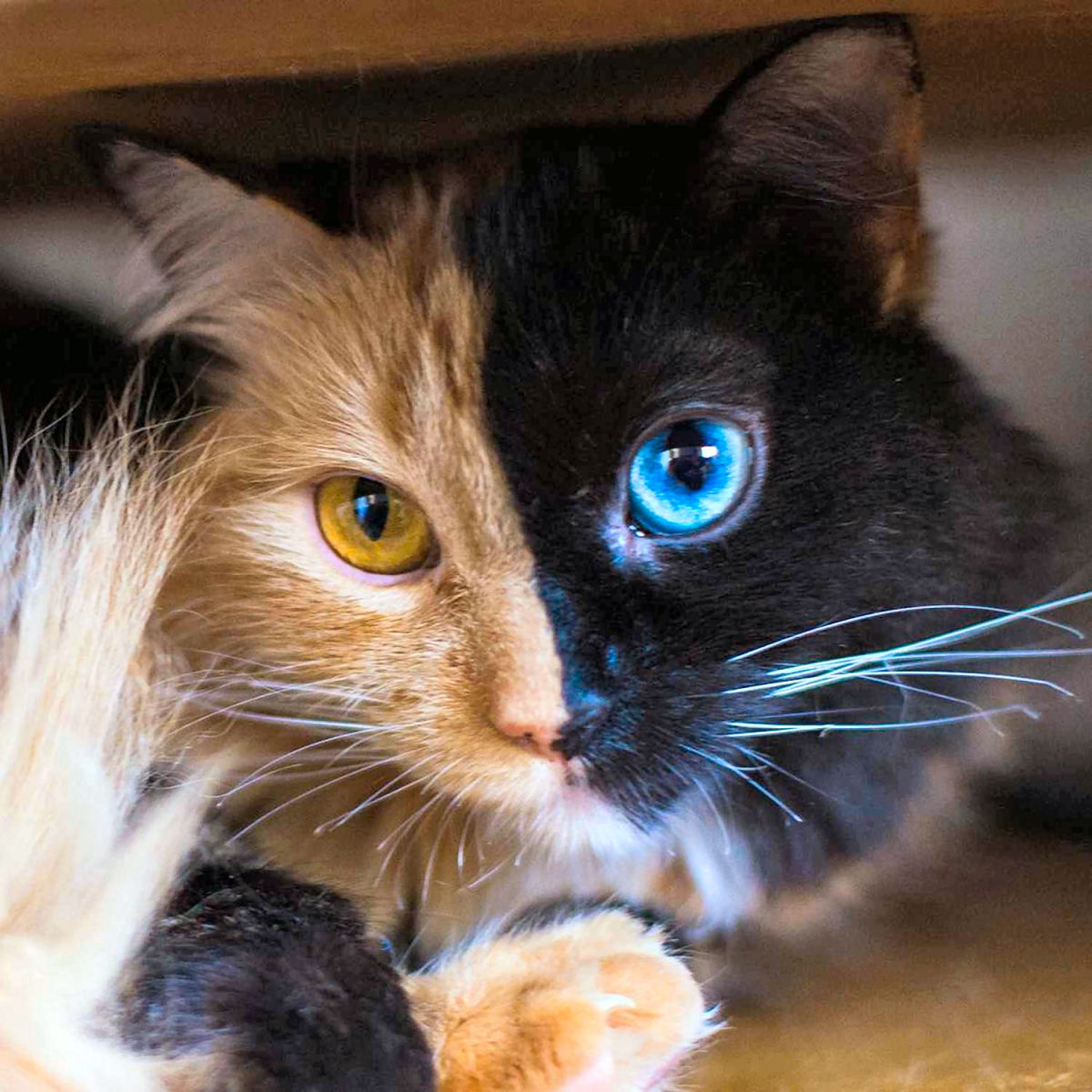 Qual é o problema com os gatos-quimera de rosto dividido?