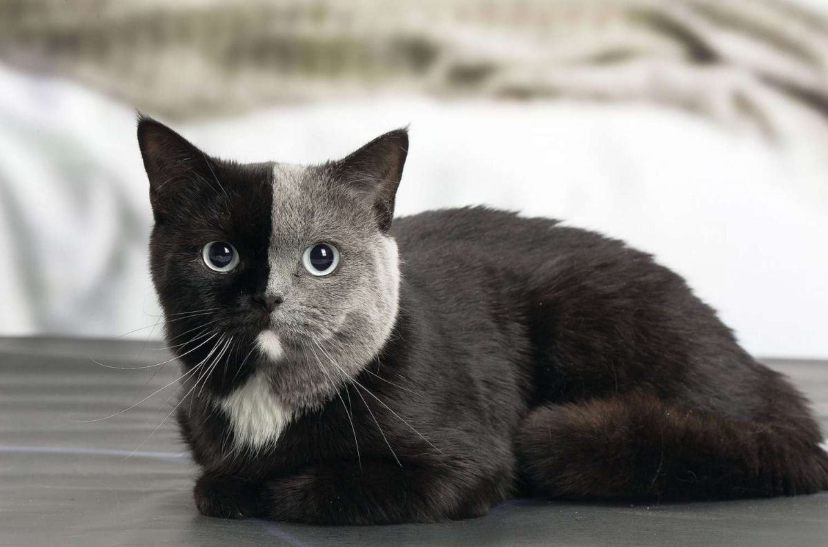 Qual é o problema com os gatos-quimera de rosto dividido?