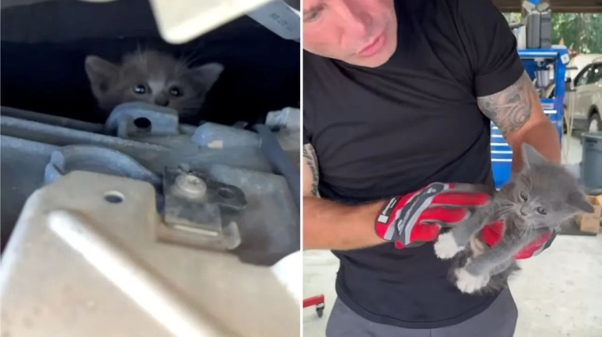 Mecânico resgata gatinha presa dentro do motor de uma Mercedes Benz