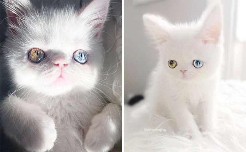 Esta é Pam Pam, uma gatinha com olhos ímpares hipnotizantes 01