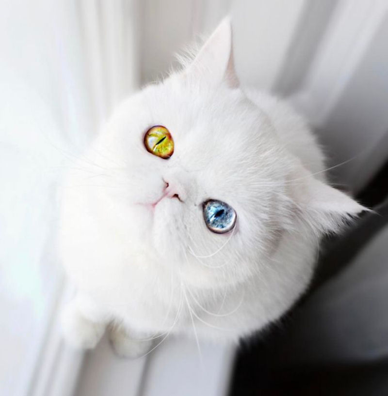 Esta é Pam Pam, uma gatinha com olhos ímpares hipnotizantes 03