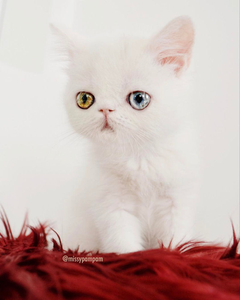 Esta é Pam Pam, uma gatinha com olhos ímpares hipnotizantes 04