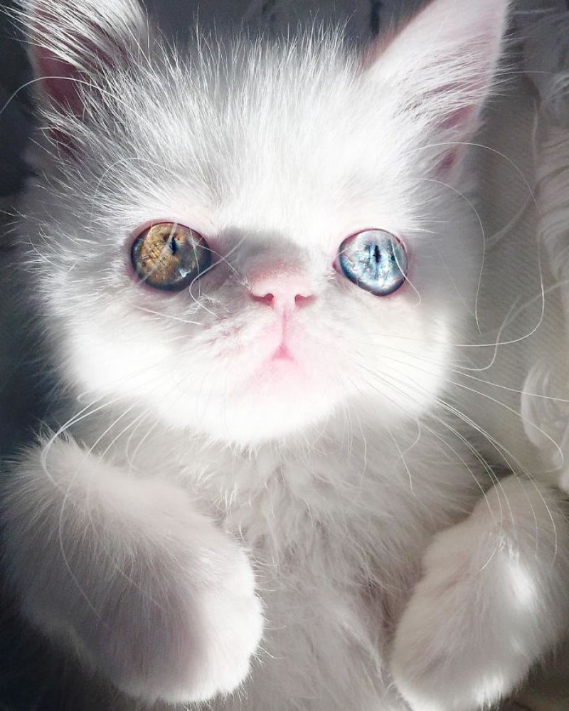 Esta é Pam Pam, uma gatinha com olhos ímpares hipnotizantes 05