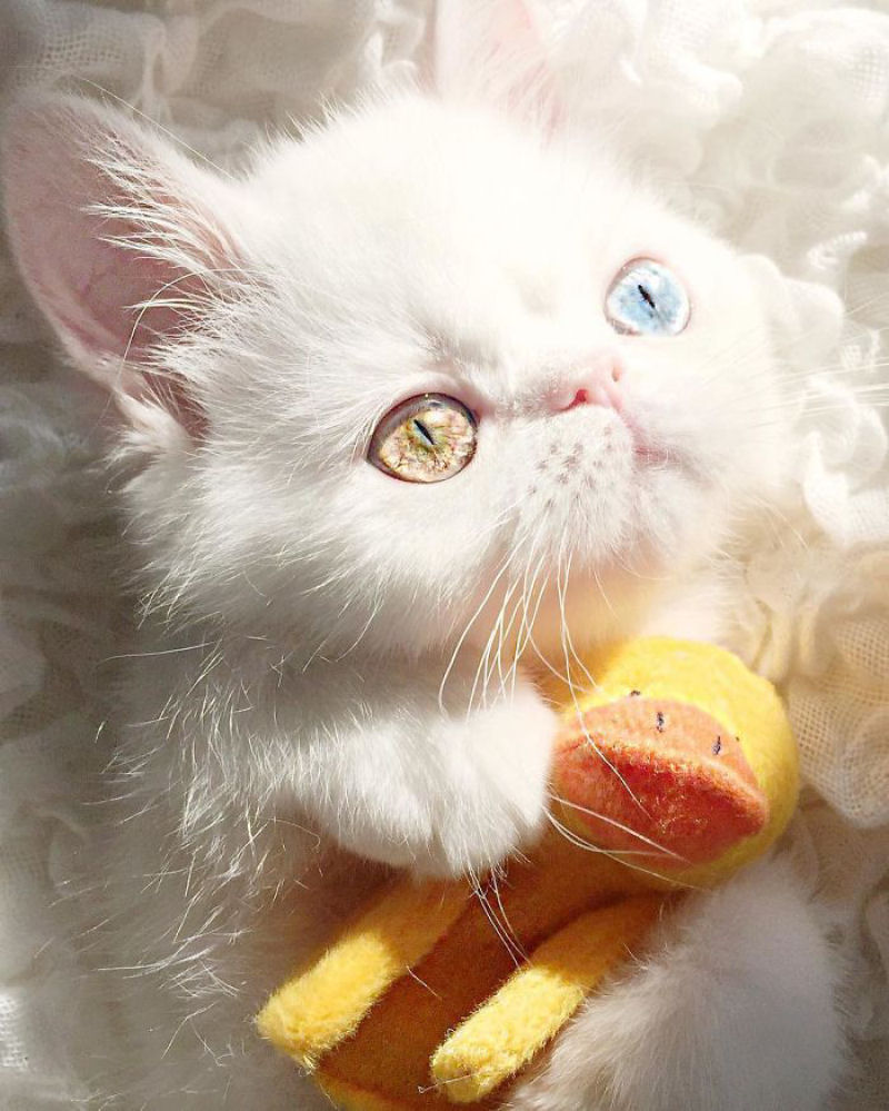Esta é Pam Pam, uma gatinha com olhos ímpares hipnotizantes 11