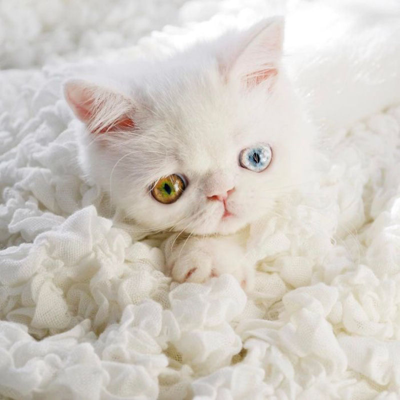 Esta é Pam Pam, uma gatinha com olhos ímpares hipnotizantes 12