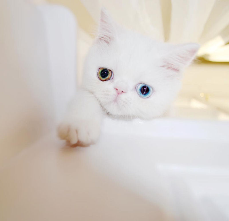 Esta é Pam Pam, uma gatinha com olhos ímpares hipnotizantes 17